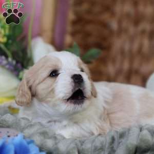 Murphy, Cavachon Puppy